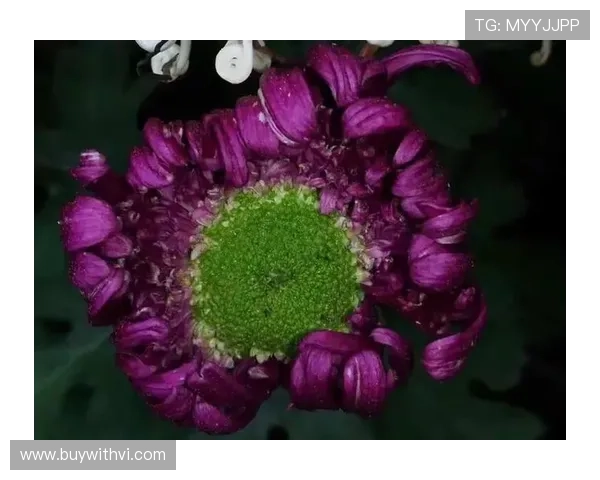 开云体育app下载常见问题解答，解决下载安装、登录注册及使用中的各种疑难问题